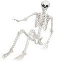 Life Size Posable Skeleton J259