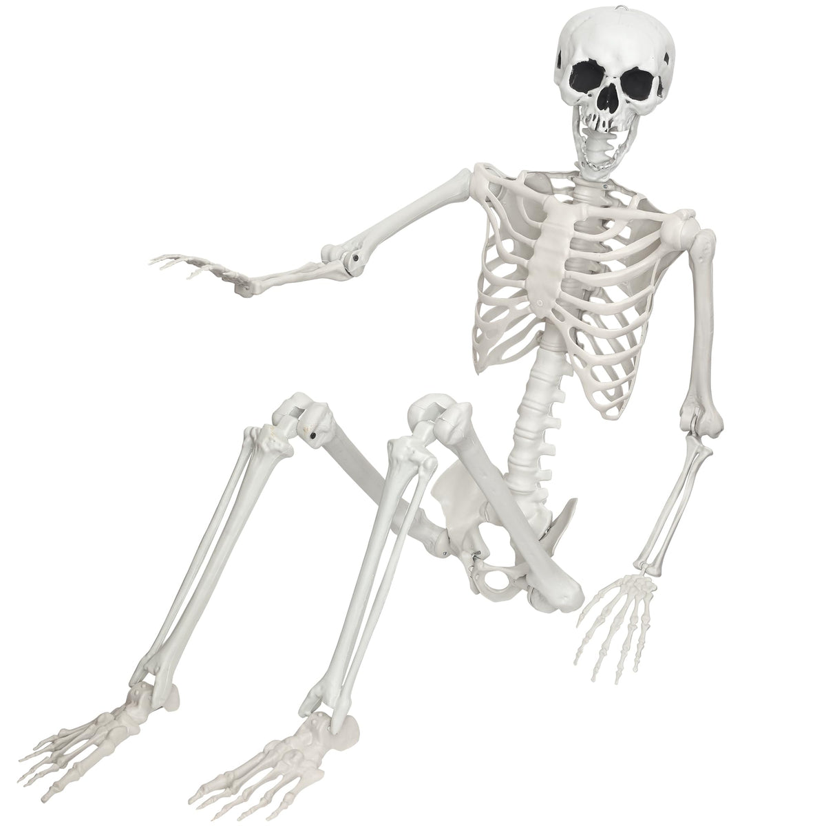 Life Size Posable Skeleton J259