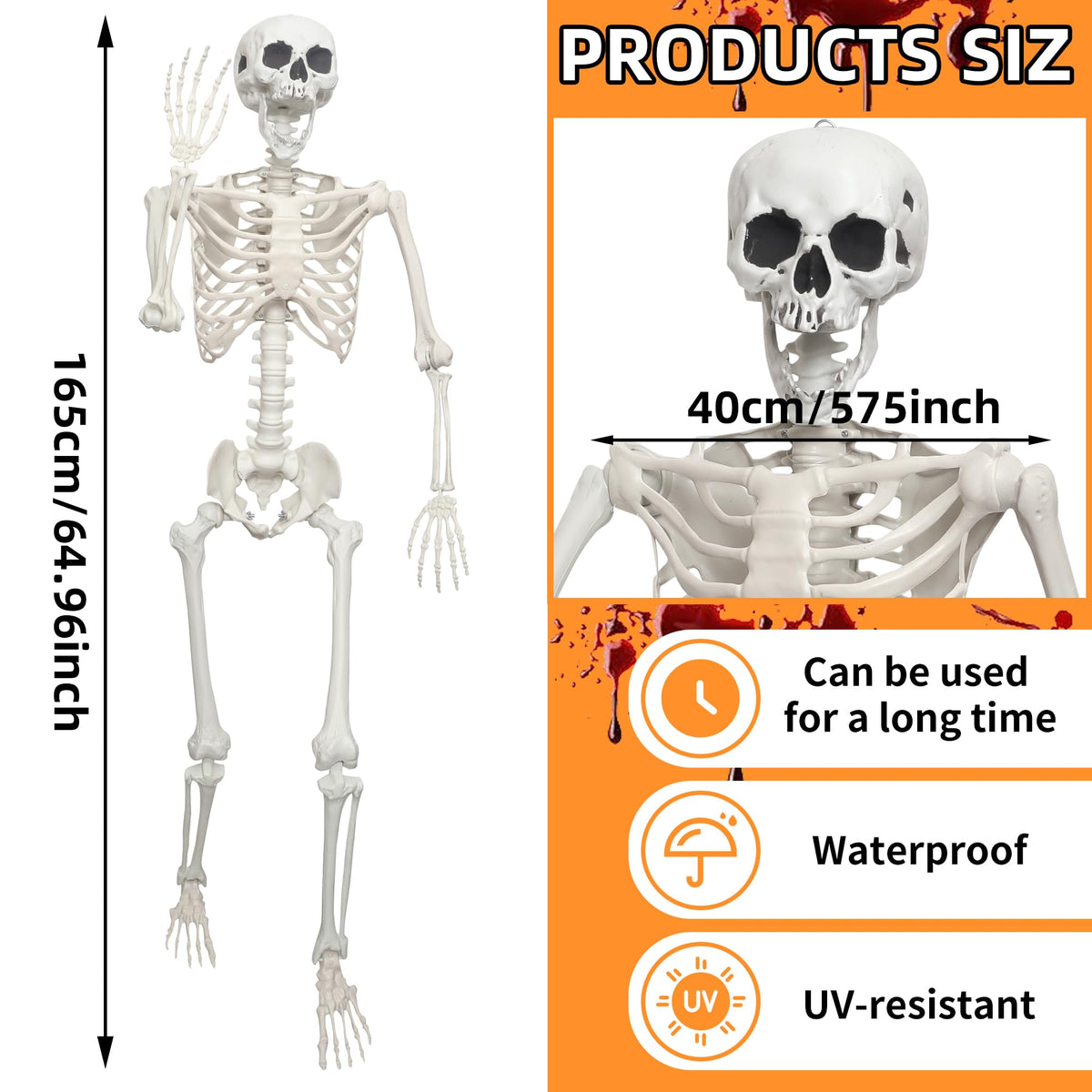 Life Size Posable Skeleton J259