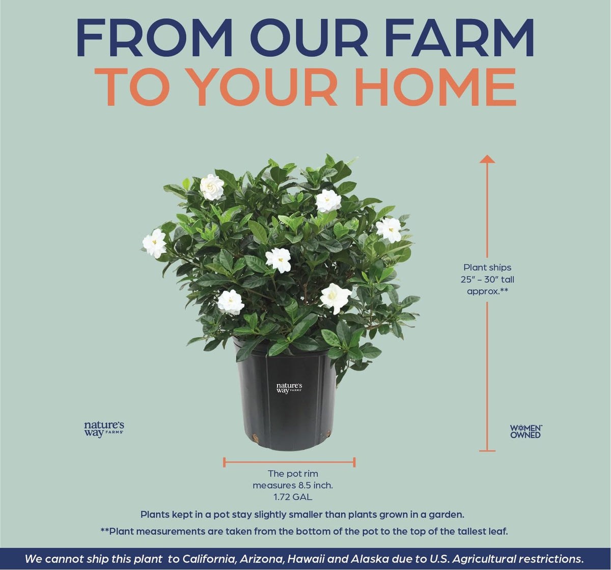 Gardenia Veitchii Live Shrub 25-30in Tall R609