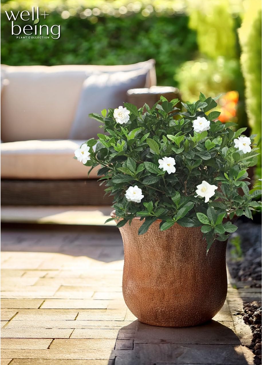 Gardenia Veitchii Live Shrub 25-30in Tall R609