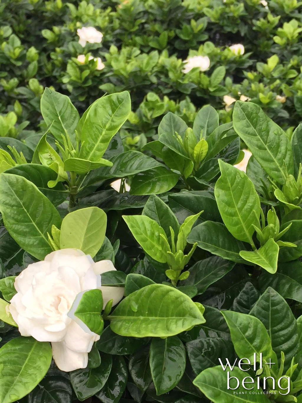 Gardenia Veitchii Live Shrub 25-30in Tall R609