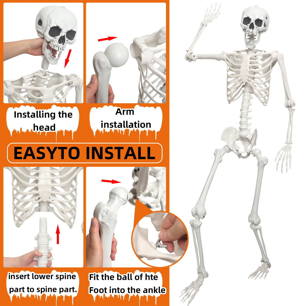Life Size Posable Skeleton J259