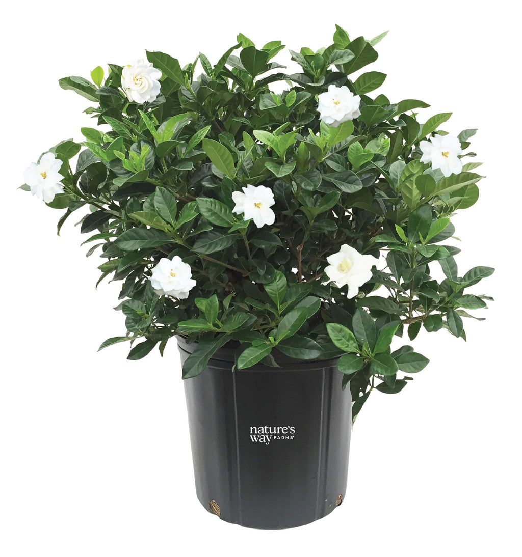 Gardenia Veitchii Live Shrub 25-30in Tall R609